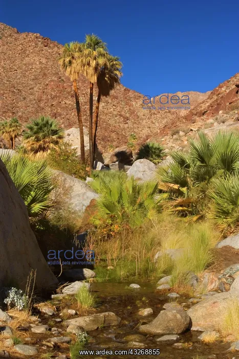: 80187865 Oasis in Palm Canyon - an oasis with creek : 80187865 Oasis in Palm Canyon - an oasis with creek