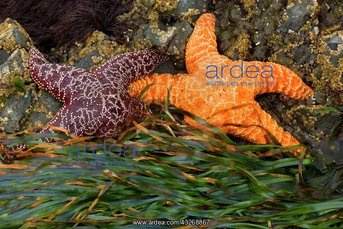 : 80187866 Ochraceous Starfish - colourful orange : 80187866 Ochraceous Starfish - colourful orange