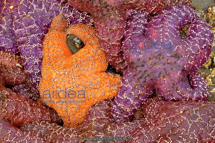 : 80187867 Ochraceous Starfish - colourful orange : 80187867 Ochraceous Starfish - colourful orange