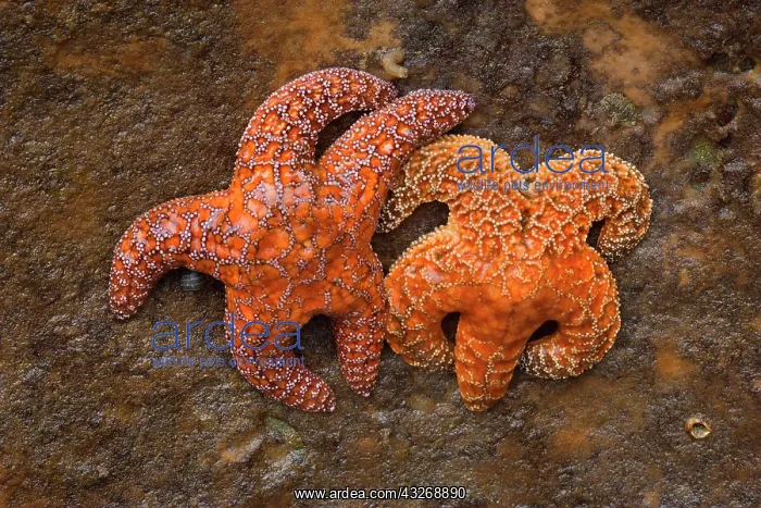 : 80187868 Ochraceous Starfish - colourful orange : 80187868 Ochraceous Starfish - colourful orange