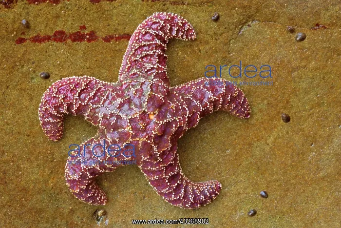 : 80187869 Ochraceous Starfish - colourful purple : 80187869 Ochraceous Starfish - colourful purple