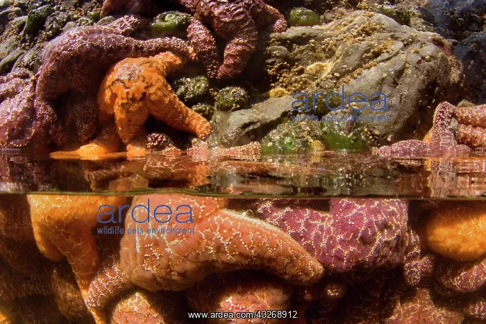 : 80187870 Ochraceous Starfish - half over / half under : 80187870 Ochraceous Starfish - half over / half under