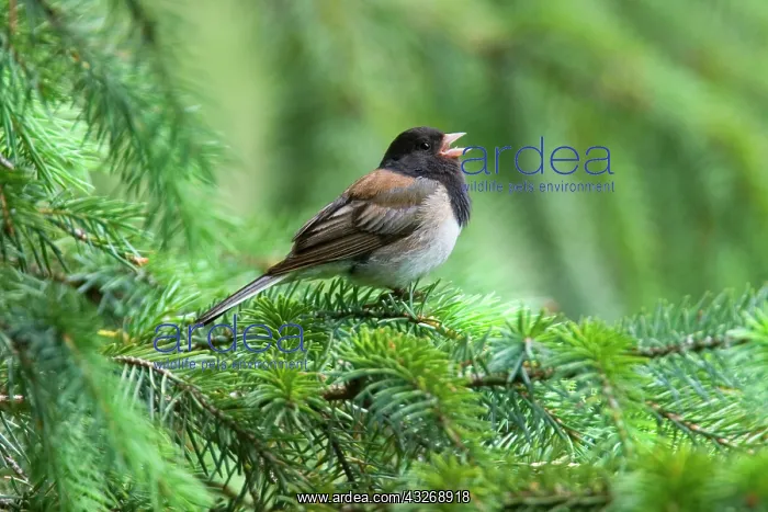 : 80187871 Oregon dark-eyed junco - male adult oregon : 80187871 Oregon dark-eyed junco - male adult oregon