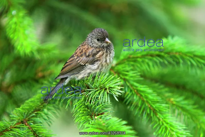 : 80187872 Oregon dark-eyed junco - female adult oregon : 80187872 Oregon dark-eyed junco - female adult oregon