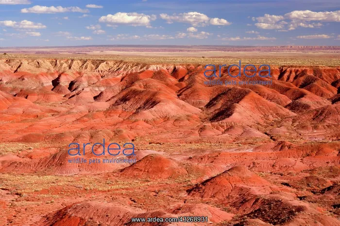 : 80187873 Painted Desert - colourful eroded clay : 80187873 Painted Desert - colourful eroded clay