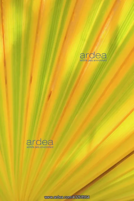 : 80187879 California Fan Palm - detailed pattern : 80187879 California Fan Palm - detailed pattern