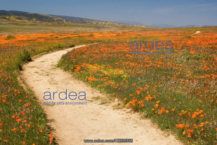 : 80187882 Path in wildflowers - a path leads through : 80187882 Path in wildflowers - a path leads through