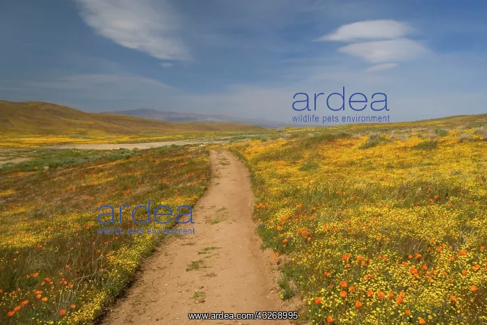 : 80187883 Path in wildflowers - a path leads through : 80187883 Path in wildflowers - a path leads through