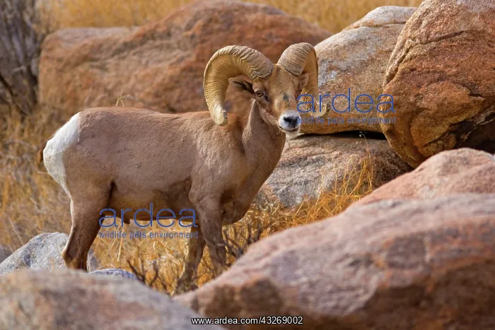: 80187884 Peninsular Desert Bighorn Sheep - adult : 80187884 Peninsular Desert Bighorn Sheep - adult