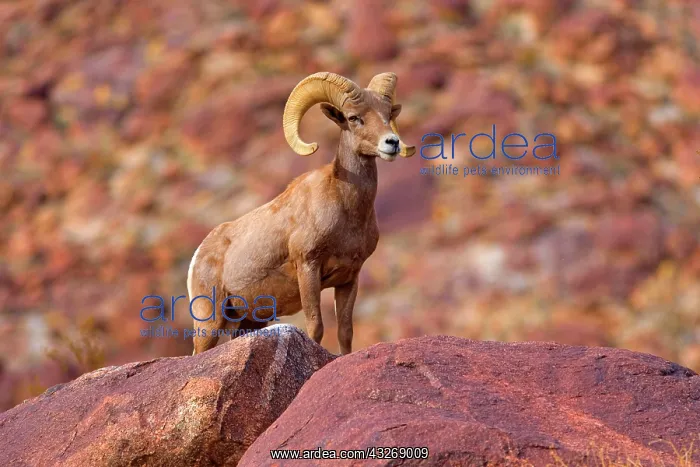 : 80187885 Peninsular Desert Bighorn Sheep - adult : 80187885 Peninsular Desert Bighorn Sheep - adult