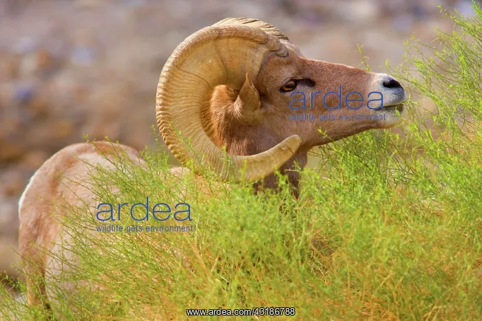 : 80187886 Peninsular Desert Bighorn Sheep - portrait : 80187886 Peninsular Desert Bighorn Sheep - portrait
