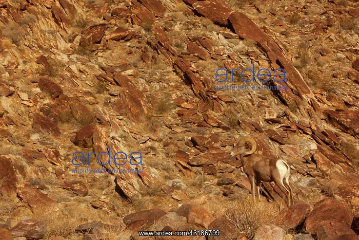 : 80187887 Peninsular Desert Bighorn Sheep - perfectly : 80187887 Peninsular Desert Bighorn Sheep - perfectly