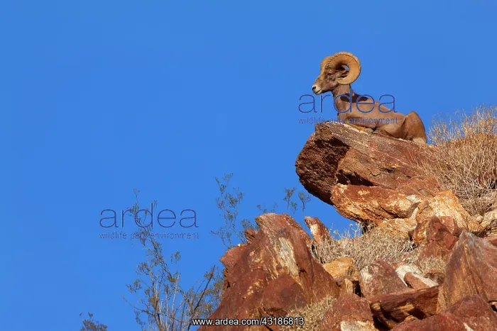 : 80187888 Peninsular Desert Bighorn Sheep - adult : 80187888 Peninsular Desert Bighorn Sheep - adult