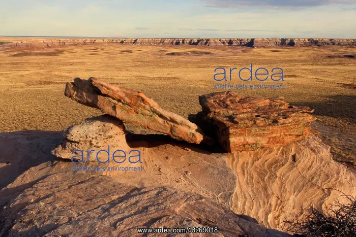  : 80187889 Petrified Forest - panoramic view with