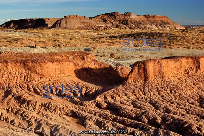  : 80187890 Petrified Forest - colourful eroded clay