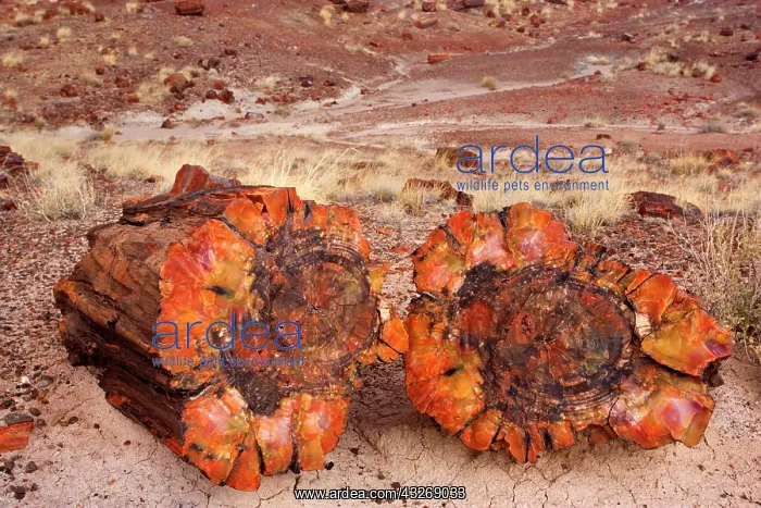 : 80187891 Petrified Wood - colourful petrified pieces : 80187891 Petrified Wood - colourful petrified pieces