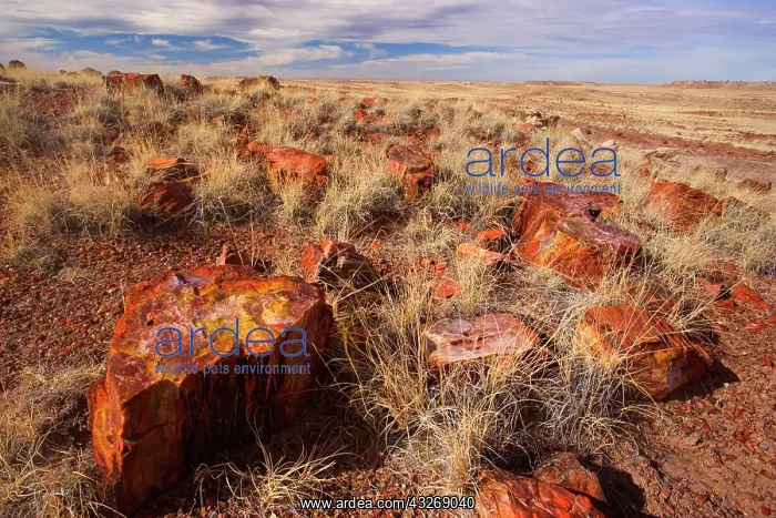 : 80187892 Petrified Wood - colourful petrified pieces : 80187892 Petrified Wood - colourful petrified pieces