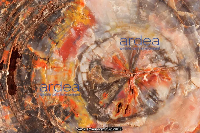 : 80187894 Petrified Wood - detail of a colourful : 80187894 Petrified Wood - detail of a colourful