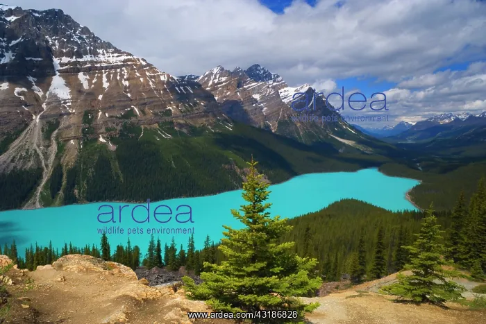 : 80187895 Peyto Lake - brightly turquoise coloured : 80187895 Peyto Lake - brightly turquoise coloured