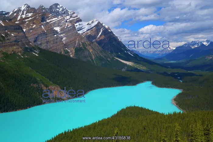 : 80187896 Peyto Lake - brightly turquoise coloured : 80187896 Peyto Lake - brightly turquoise coloured