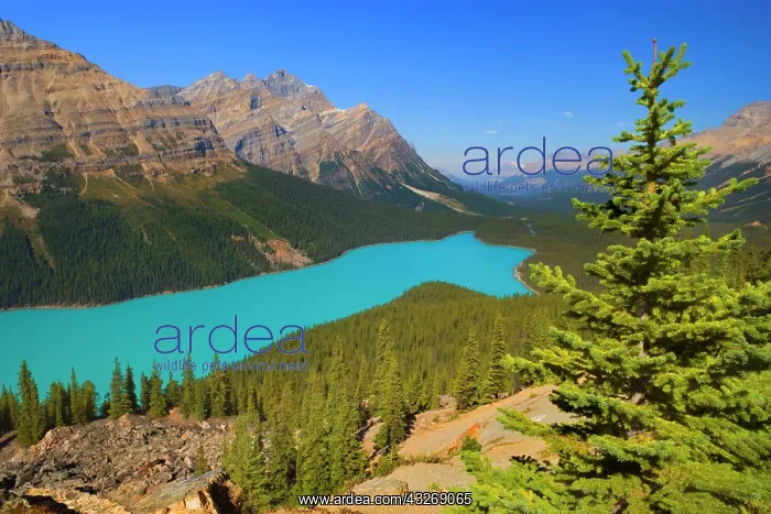 : 80187897 Peyto Lake - brightly turquoise coloured : 80187897 Peyto Lake - brightly turquoise coloured