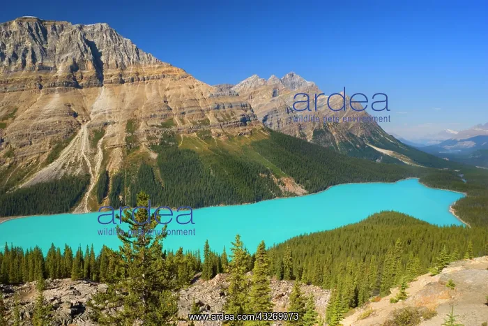 : 80187898 Peyto Lake - brightly turquoise coloured : 80187898 Peyto Lake - brightly turquoise coloured