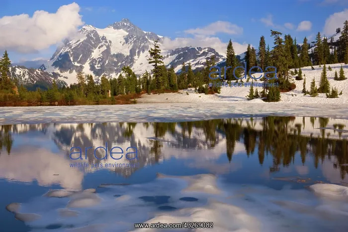 : 80187899 Picture Lake - Mount Shuksan mirrored in : 80187899 Picture Lake - Mount Shuksan mirrored in