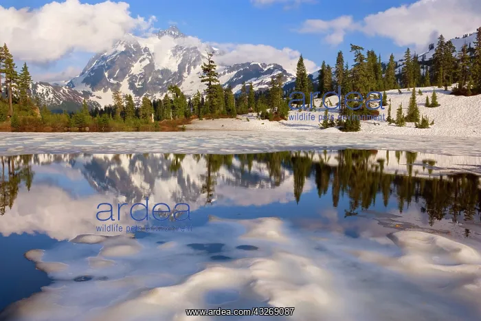 : 80187900 Picture Lake - Mount Shuksan mirrored in : 80187900 Picture Lake - Mount Shuksan mirrored in