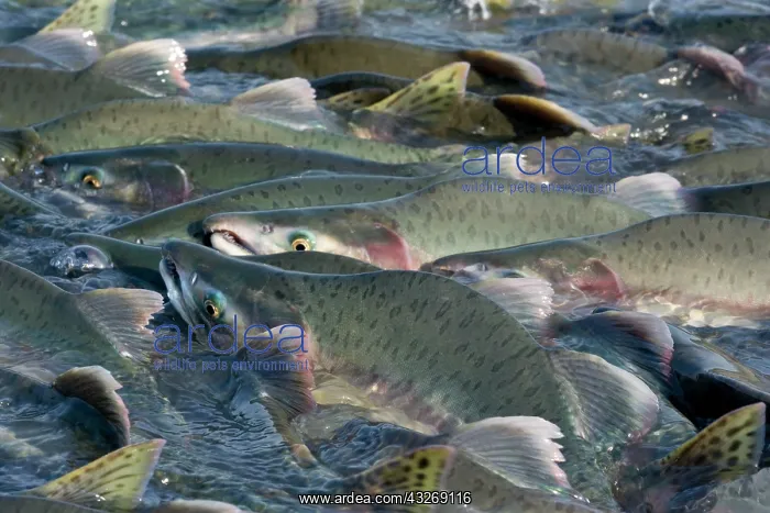 : 80187904 Pink / Humpback Salmon - swimming up river : 80187904 Pink / Humpback Salmon - swimming up river