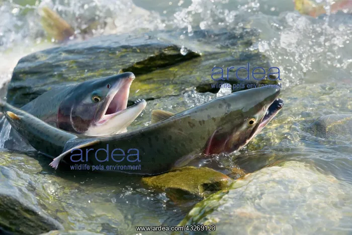  : 80187905 Pink  /  Humpback Salmon - swimming up river