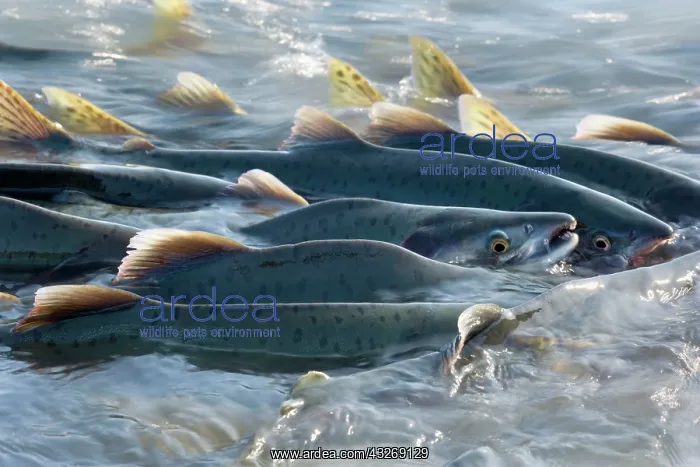 : 80187906 Pink / Humpback Salmon - swimming up river : 80187906 Pink / Humpback Salmon - swimming up river