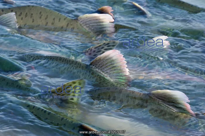 : 80187907 Pink / Humpback Salmon - swimming up river : 80187907 Pink / Humpback Salmon - swimming up river