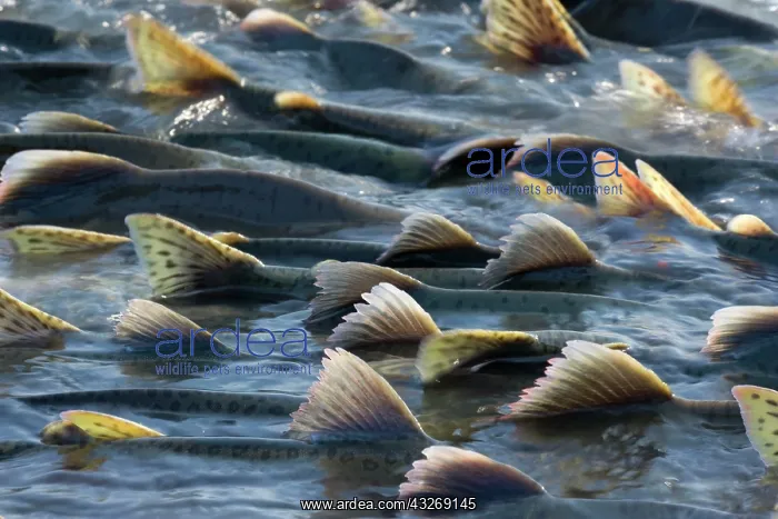 : 80187908 Pink / Humpback Salmon - swimming up river : 80187908 Pink / Humpback Salmon - swimming up river