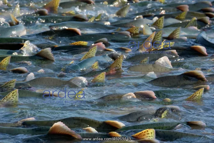 : 80187909 Pink / Humpback Salmon - swimming up river : 80187909 Pink / Humpback Salmon - swimming up river