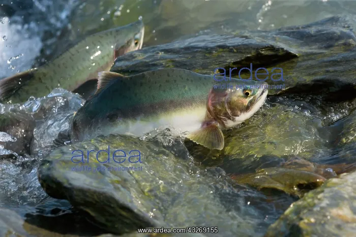 : 80187910 Pink / Humpback Salmon - swimming up river : 80187910 Pink / Humpback Salmon - swimming up river