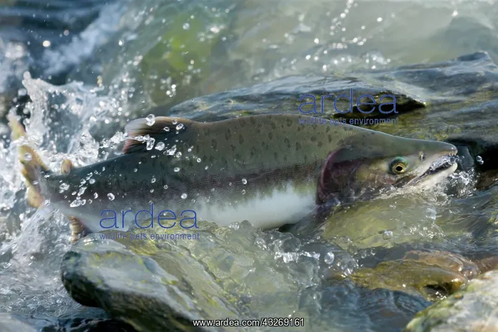 : 80187911 Pink / Humpback Salmon - swimming up river : 80187911 Pink / Humpback Salmon - swimming up river