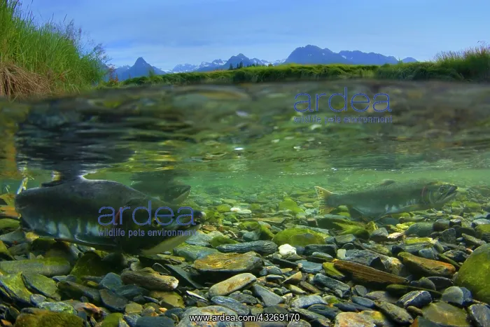 : 80187913 Pink / Humpback Salmon - half over half : 80187913 Pink / Humpback Salmon - half over half