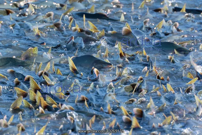 : 80187915 Pink / Humpback Salmon - swimming up river : 80187915 Pink / Humpback Salmon - swimming up river