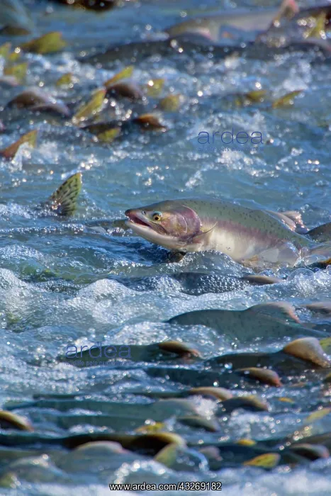  : 80187916 Pink  /  Humpback Salmon - swimming up river