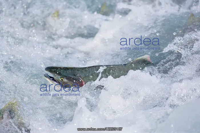 : 80187917 Pink / Humpback Salmon - swimming up river : 80187917 Pink / Humpback Salmon - swimming up river