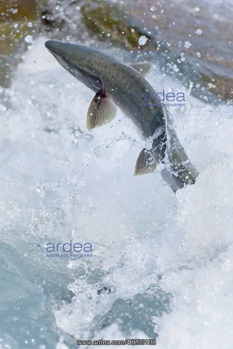 : 80187918 Pink / Humpback Salmon - swimming up river : 80187918 Pink / Humpback Salmon - swimming up river