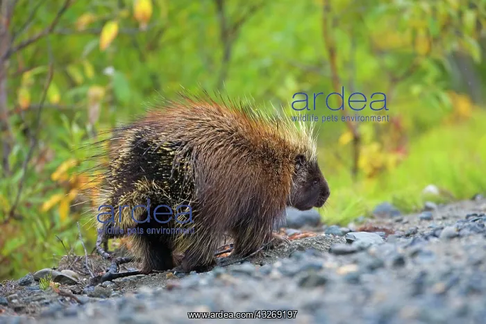 : 80187920 Porcupine - adult porcupine on a river : 80187920 Porcupine - adult porcupine on a river