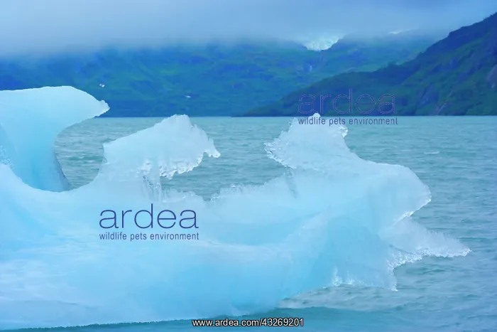 : 80187921 Portage Lake - from Portage Glacier calved : 80187921 Portage Lake - from Portage Glacier calved