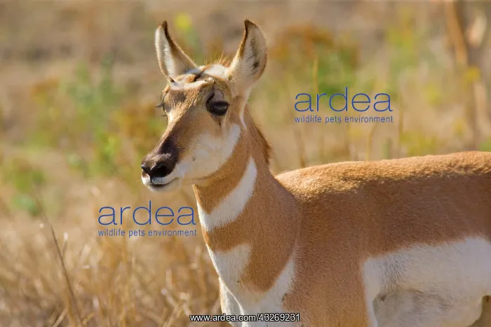 : 80187926 Pronghorn - portrait of a female pronghorn : 80187926 Pronghorn - portrait of a female pronghorn