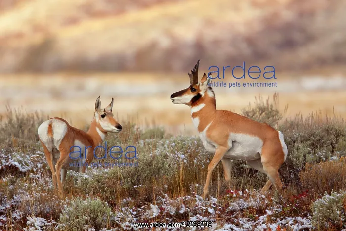 : 80187927 Pronghorn Antelope - male and female pronghorn : 80187927 Pronghorn Antelope - male and female pronghorn