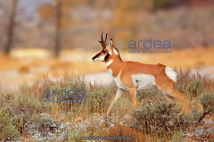 : 80187928 Pronghorn Antelope - male pronghorn antelope : 80187928 Pronghorn Antelope - male pronghorn antelope