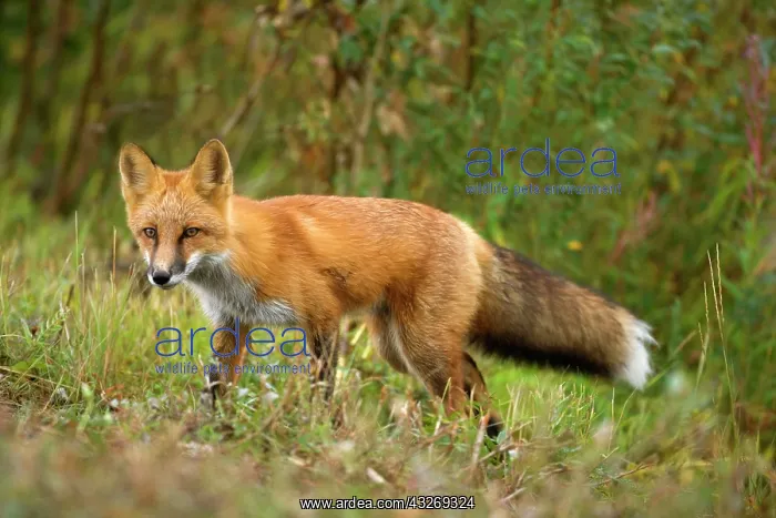 : 80187938 Red fox - adult male red fox strolling : 80187938 Red fox - adult male red fox strolling