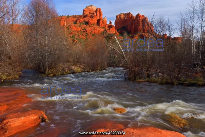 : 80187939 Cathedral Rock - view of the west face : 80187939 Cathedral Rock - view of the west face