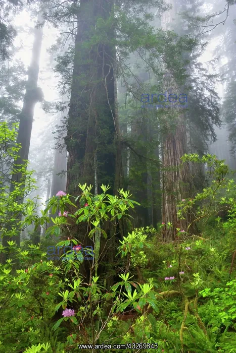 : 80187940 Redwood forest - fog in a redwood forest : 80187940 Redwood forest - fog in a redwood forest