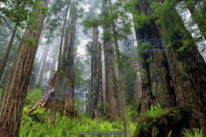 : 80187941 Redwood forest - fog in a coastal rainforest : 80187941 Redwood forest - fog in a coastal rainforest